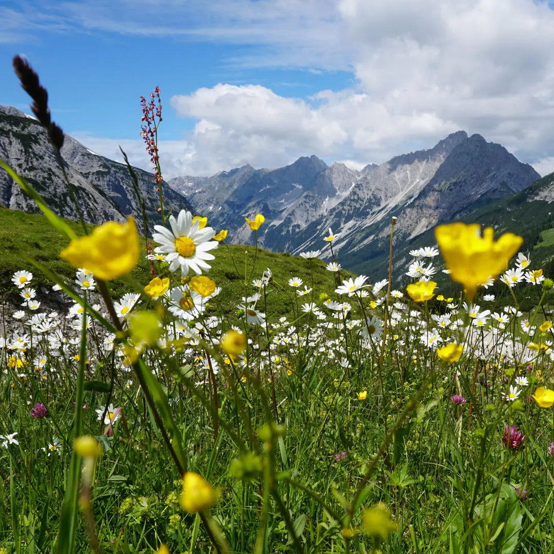 bmp-greengas | Initiative Almschwenden Blumenwiese